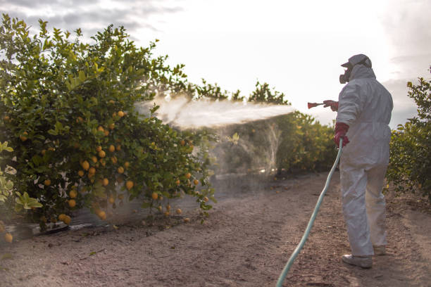 Best Best Pest Control Companies  in Waimanalo, HI